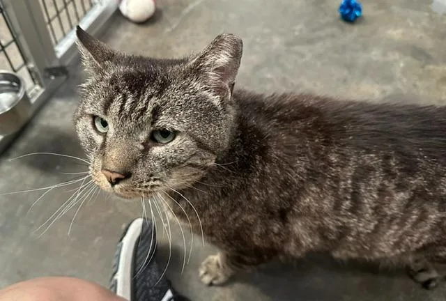 An adult medium-sized male Domestic Short Hair cat named Granola for adoption in Raleigh, NC