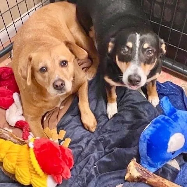 Max & Abby  thumbnail 2