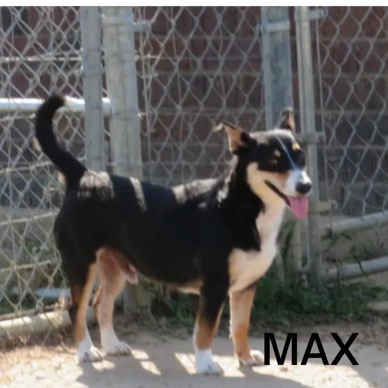 Max & Abby  thumbnail 5