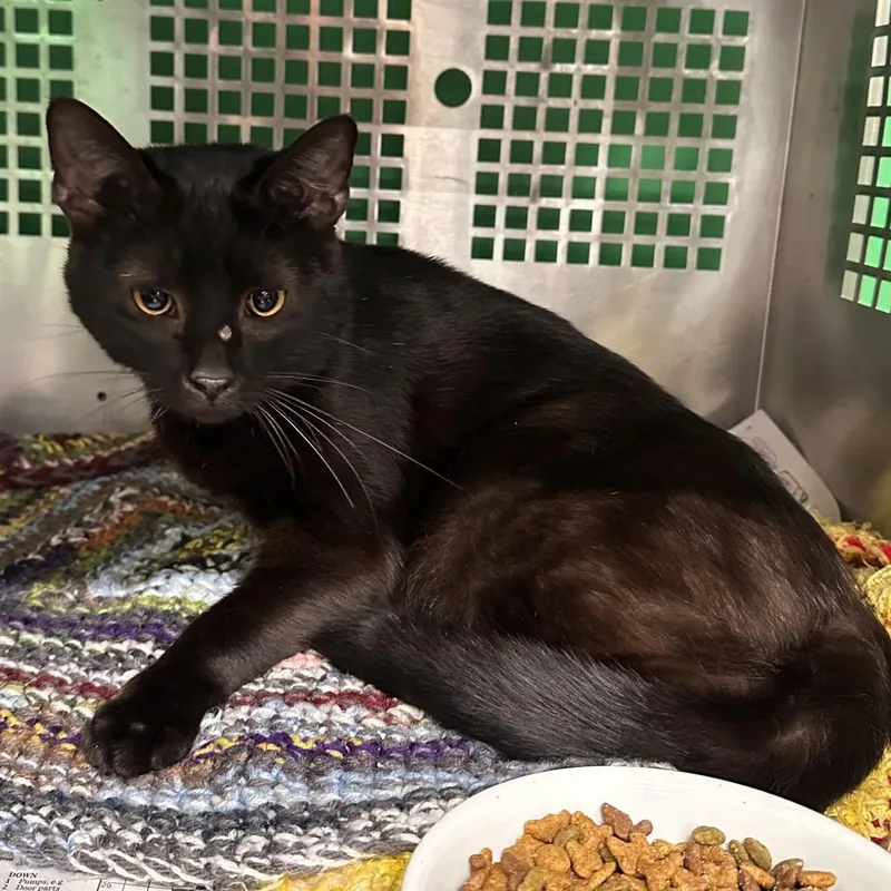 An adult small-sized male Black Domestic Short Hair cat named Edward for adoption in Mount Vernon, IN