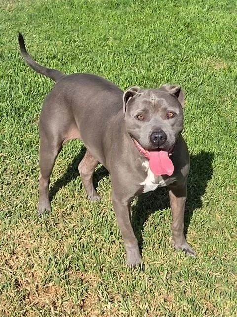 An adult large-sized female Pit Bull Terrier dog named Capri Sun for adoption in Riverside, CA