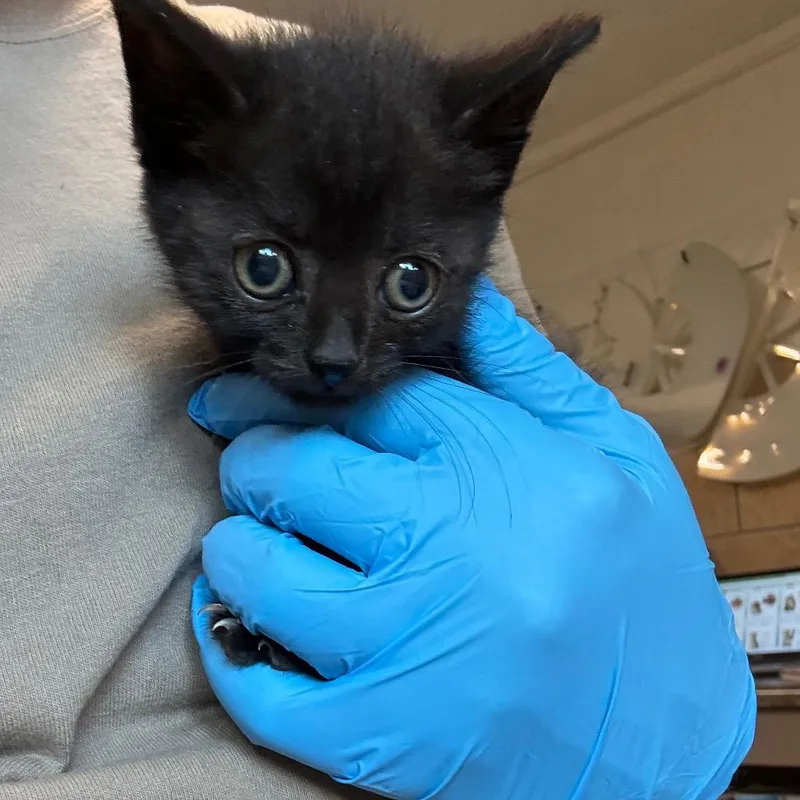 A baby small-sized female Black Domestic Short Hair cat named Rizzoli for adoption in Eureka Springs, AR