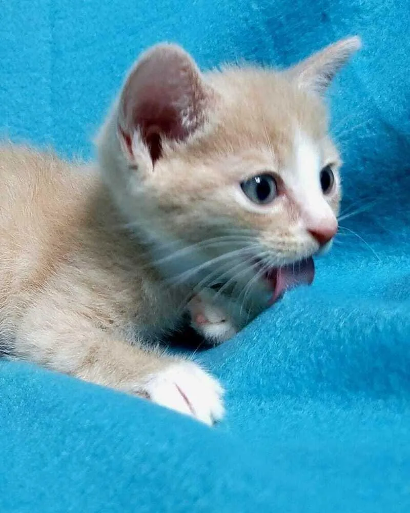 A baby small-sized male Domestic Short Hair cat named Pandoro for adoption in Jessup, MD