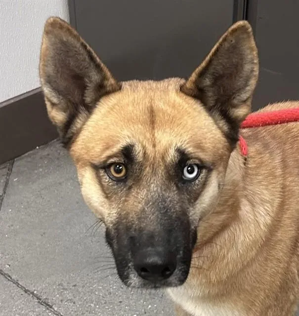 An adult large-sized female Akita dog named Mya for adoption in Tucson, AZ
