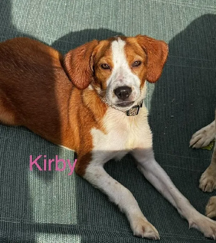 A baby medium-sized female Bicolor Beagle dog named Kirby for adoption in Scottsburg, IN