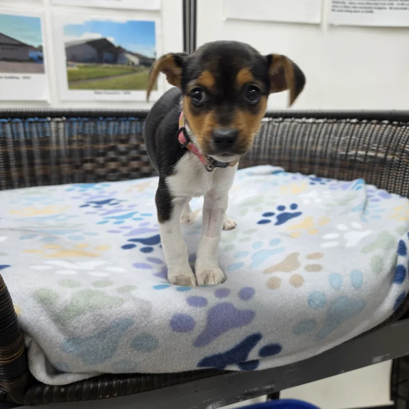 A baby small-sized female Tricolor (Brown, Black, & White) Beagle dog named Chelsea for adoption in Neillsville, WI