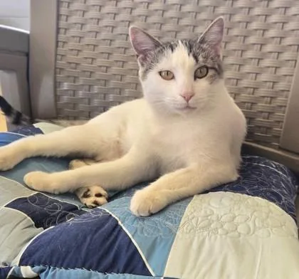 An adult small-sized female Domestic Short Hair cat named Lotus for adoption in Phoenix, AZ
