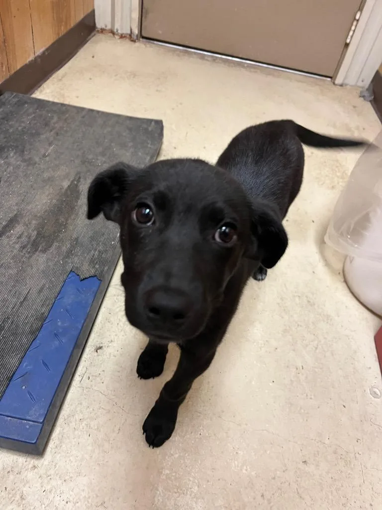 A baby medium-sized female Labrador Retriever dog named Missy for adoption in Benton, AR