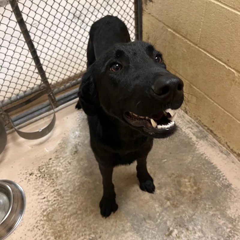 A young medium-sized male Black Labrador Retriever dog named Skellington for adoption in Grass Valley, CA