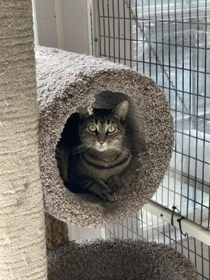 An adult small-sized female Domestic Short Hair cat named Prudence for adoption in Covington, LA