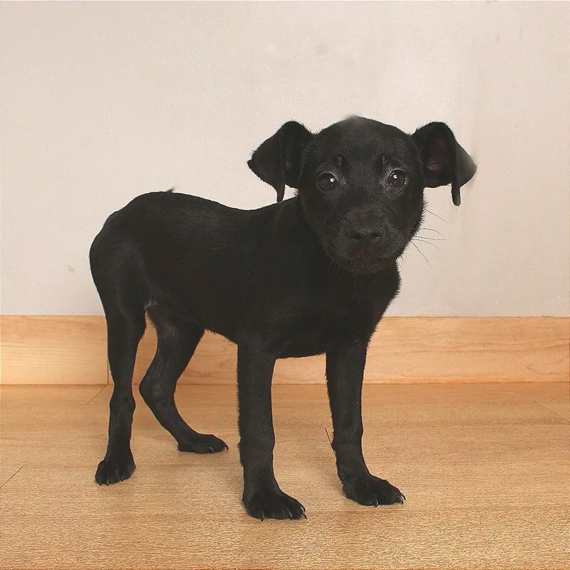 A baby small-sized female Black Terrier dog named Carrie Mae D for adoption in Minnetonka, MN