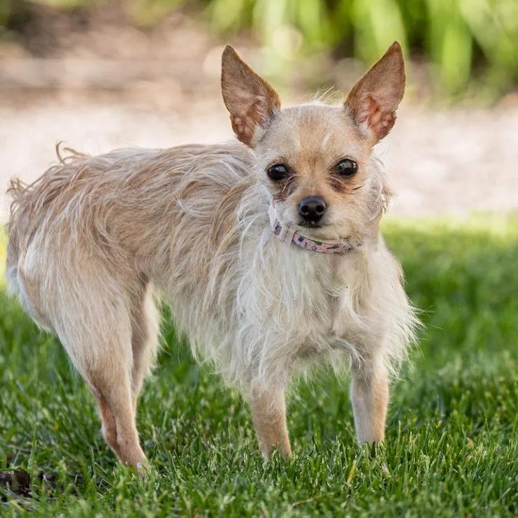 An adult small-sized female White / Cream Chihuahua dog named Heidi for adoption in Council Bluffs, IA