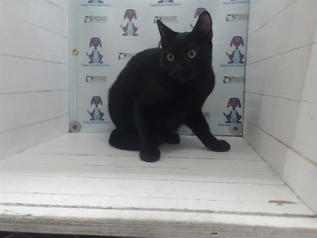 A young small-sized male Domestic Short Hair cat named Young Boy for adoption in Orlando, FL