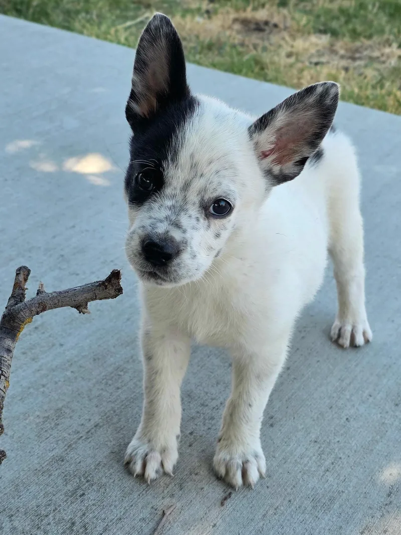 A baby medium-sized male Australian Cattle Dog / Blue Heeler dog named Patch for adoption in Penryn, CA
