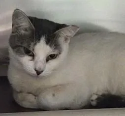 An adult small-sized female White Domestic Short Hair cat named Sybil for adoption in North Myrtle Beach, SC