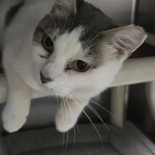 Sybil thumbnail 2