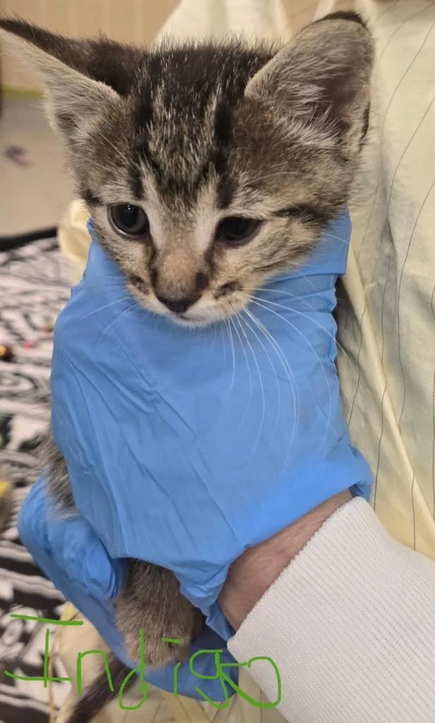 A baby small-sized male Domestic Short Hair cat named Indigo for adoption in Columbia, IL
