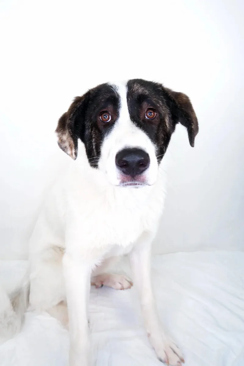 An adult medium-sized female White / Cream Great Pyrenees dog named Marlowe for adoption in Bixby, OK