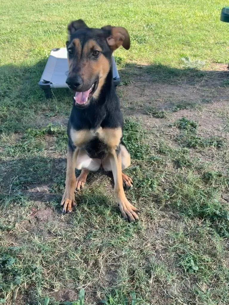 A baby medium-sized female German Shepherd Dog dog named Zola for adoption in Seguin, TX