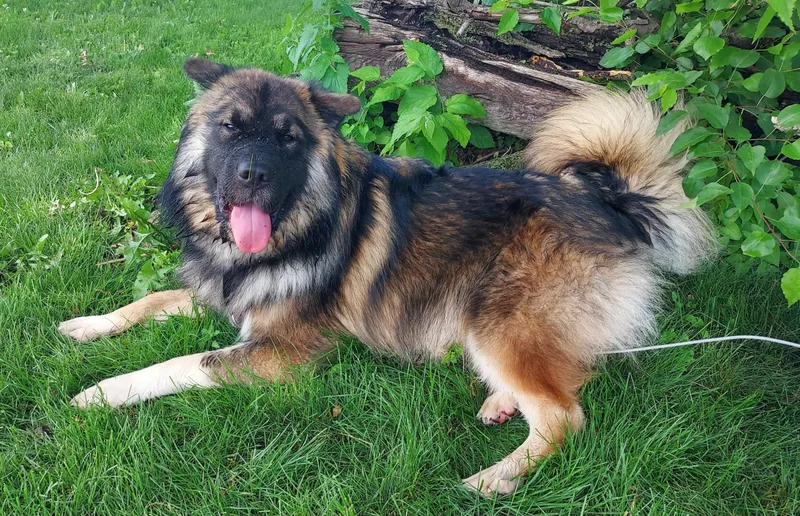 Bear Experienced Dog Owners thumbnail 3