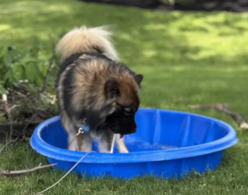 Bear Experienced Dog Owners thumbnail 4