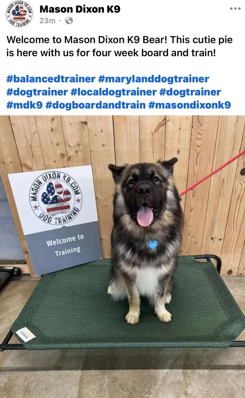 Bear Experienced Dog Owners thumbnail 5