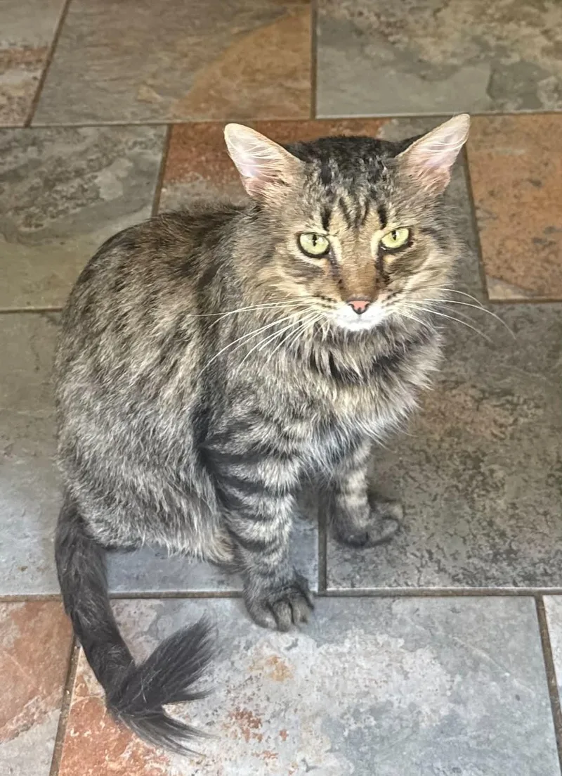 A young small-sized male Tabby cat named Walle for adoption in Capshaw, AL
