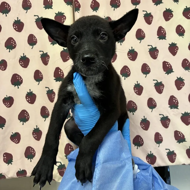 A baby small-sized male Black Retriever dog named Bear for adoption in San Antonio, TX