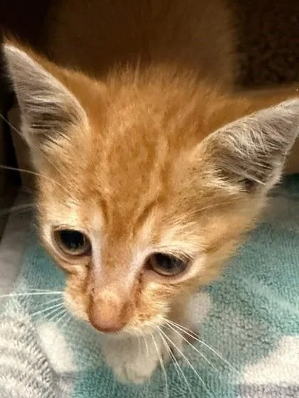 A baby small-sized male Domestic Short Hair cat named Bart for adoption in Gastonia, NC