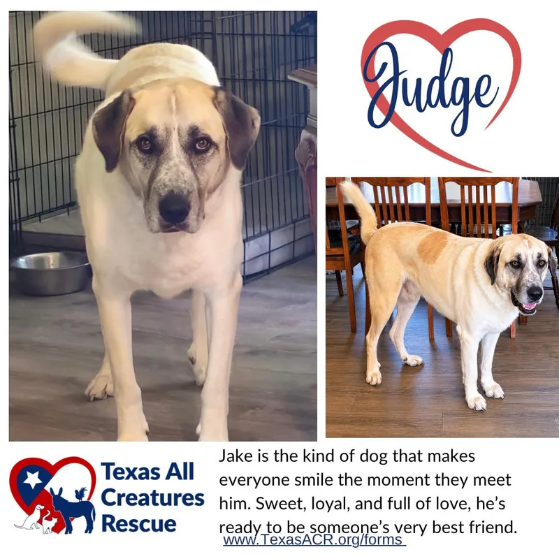 An adult extra large-sized male Anatolian Shepherd dog named Judge for adoption in Alvarado, TX