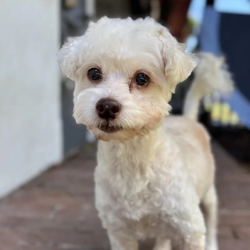 An adult small-sized male White / Cream Miniature Poodle dog named Telemachus for adoption in Beverly Hills, CA