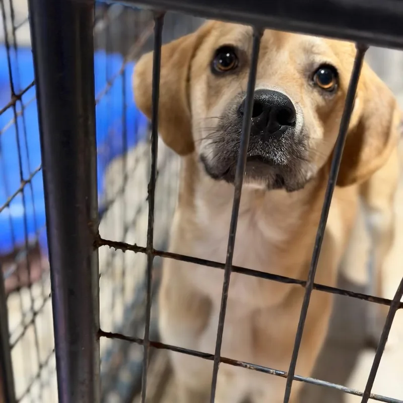 An adult large-sized male Yellow / Tan / Blond / Fawn Retriever dog named Harp for adoption in Fort Smith, AR