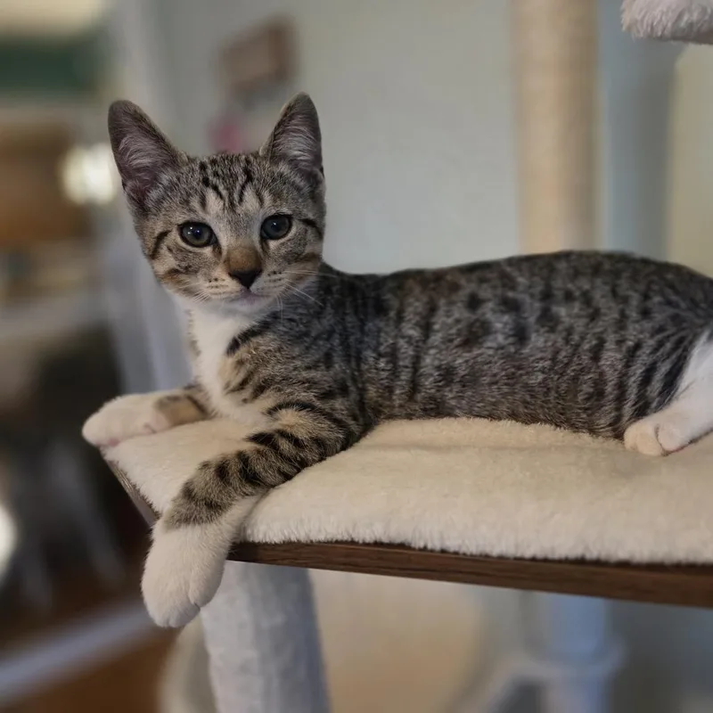 A baby small-sized female Brown / Chocolate Domestic Short Hair cat named Percy for adoption in Lauderhill, FL