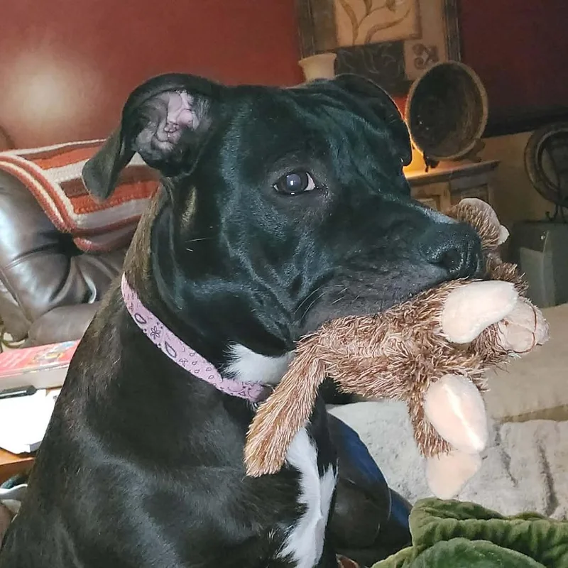 A young medium-sized female Black Mixed Breed dog named Tink for adoption in Lima, OH