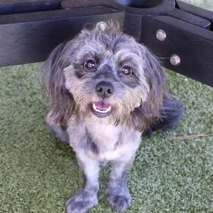 An adult small-sized female Mixed Breed dog named Zoey for adoption in Athens, GA