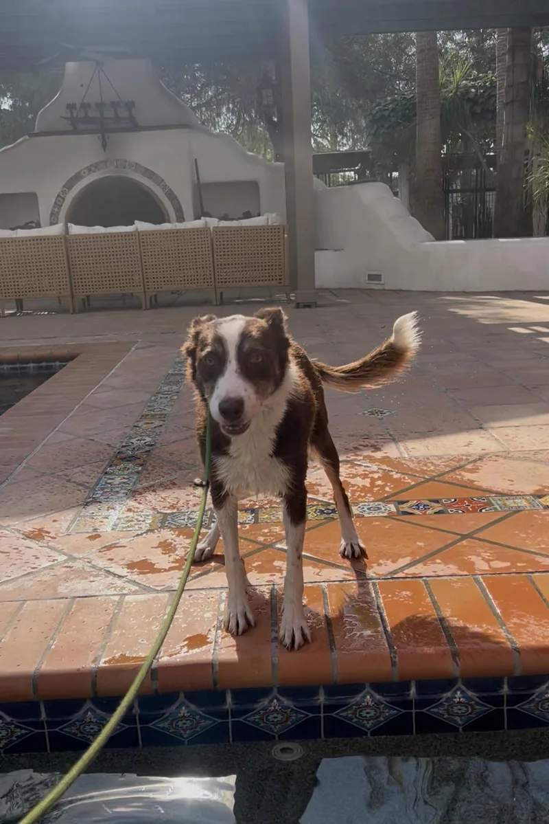 An adult medium-sized female Red / Chestnut / Orange Border Collie dog named Minnie for adoption in West Hollywood, CA
