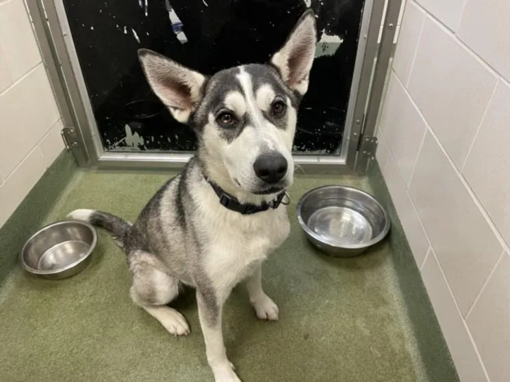 An adult medium-sized female Mixed Breed dog named Lola for adoption in Santa Fe, NM