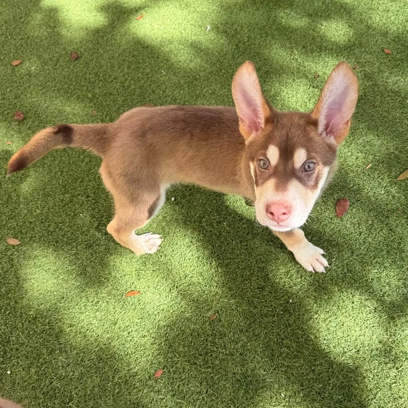 A baby small-sized male Brown / Chocolate German Shepherd Dog dog named Pascal for adoption in LOXAHATCHEE, FL