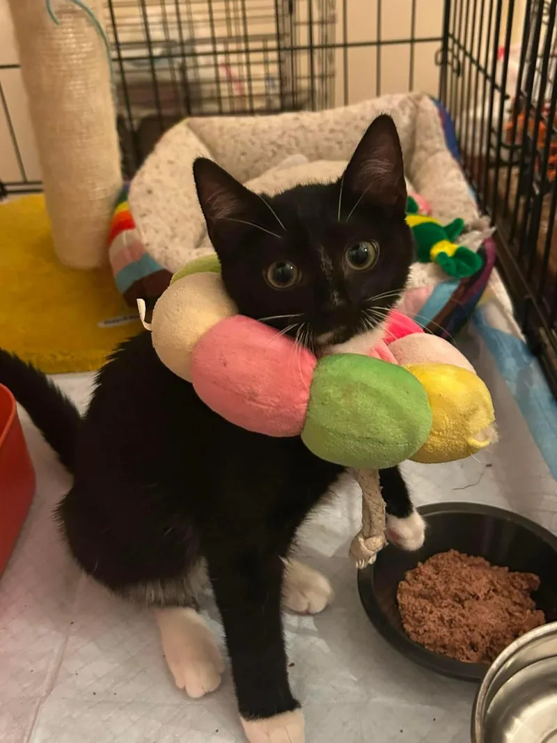 A baby medium-sized female Black Domestic Short Hair cat named Jett for adoption in Ozone Park, NY