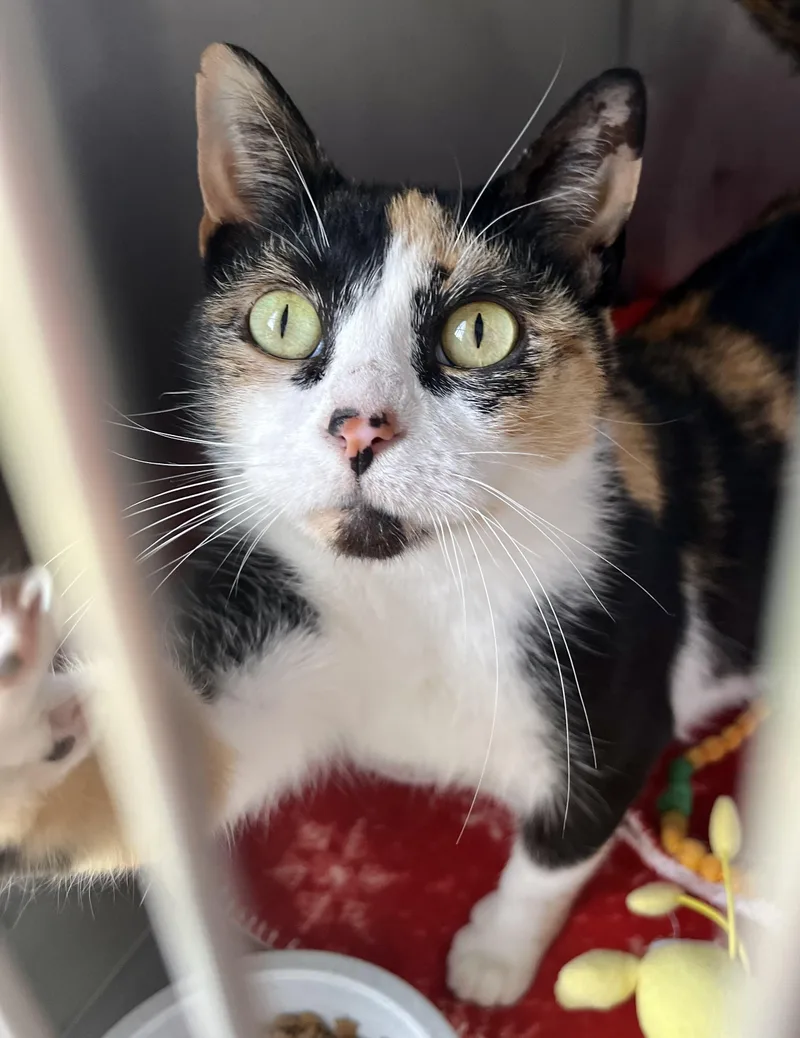 An adult medium-sized female Calico Domestic Short Hair cat named Penny for adoption in Seville, OH