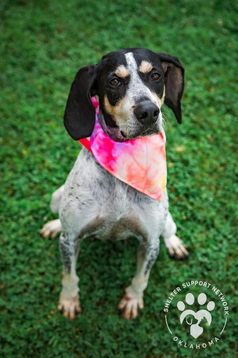 An adult large-sized female Bluetick Coonhound dog named Maybelle for adoption in TULSA, OK