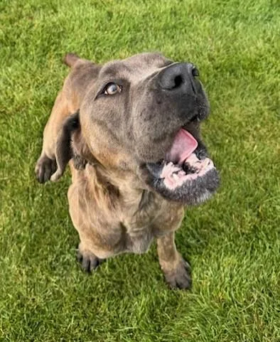 An adult large-sized female Boerboel dog named Freya for adoption in Missoula, MT