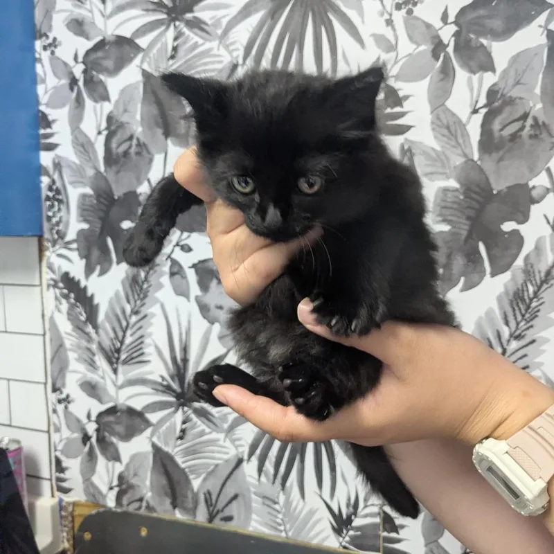 A baby small-sized male Black Domestic Long Hair cat named Obsidian for adoption in Wahiawa, HI