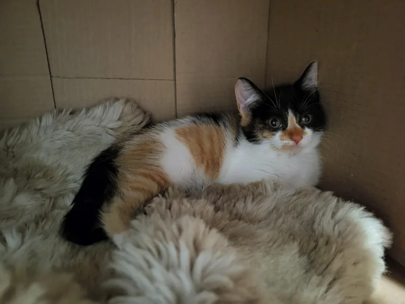 A baby small-sized female Calico Domestic Short Hair cat named Paper Mache for adoption in Milwaukee, WI