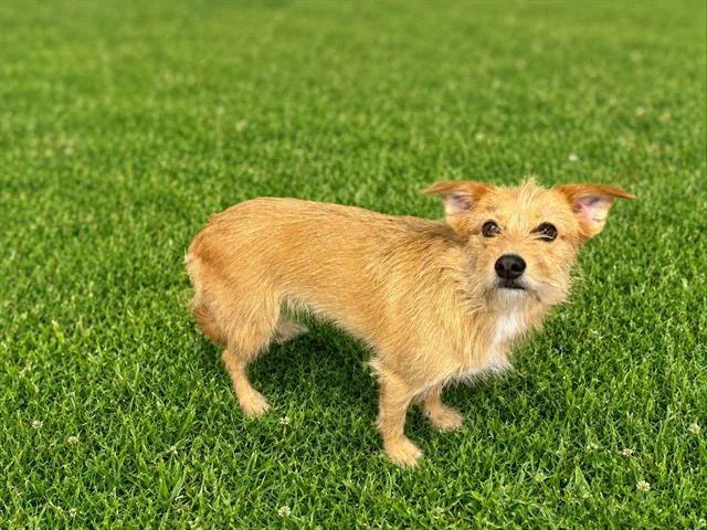 A young small-sized female Terrier dog named Poppy for adoption in Fairfield, CA