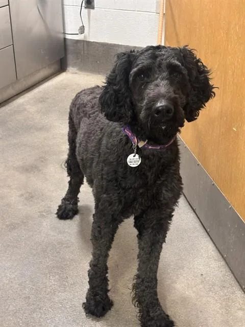 An adult large-sized female Poodle dog named Pepper for adoption in Upper Marlboro, MD