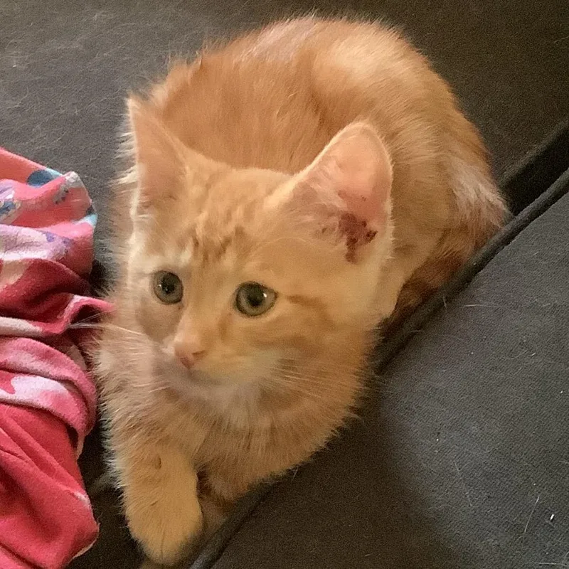 A baby small-sized male Orange / Red Domestic Short Hair cat named Honey Nut for adoption in Irwin, PA