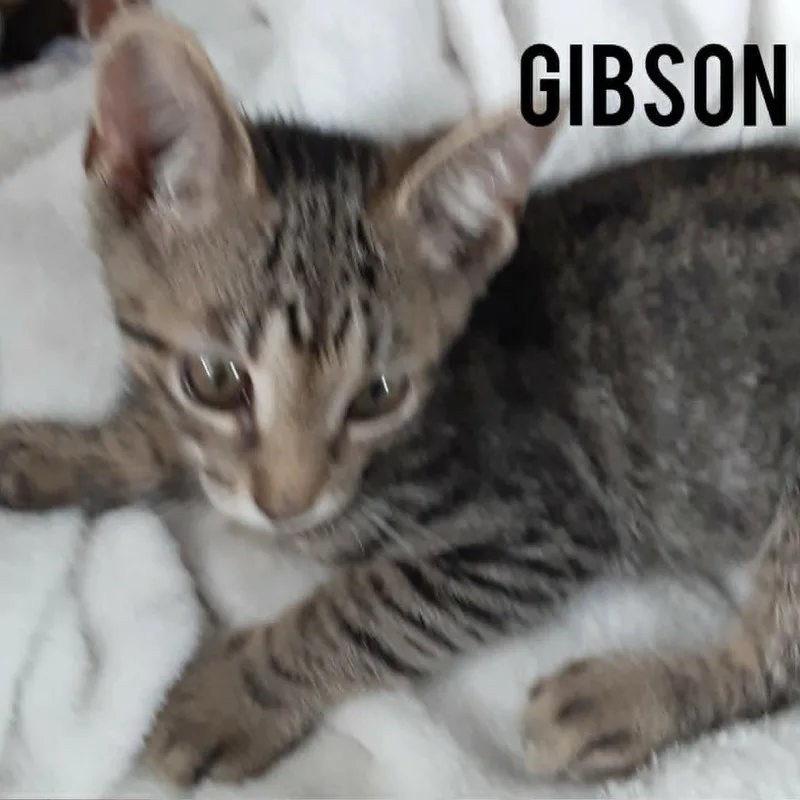 Gibson bonded to Gidget thumbnail 3