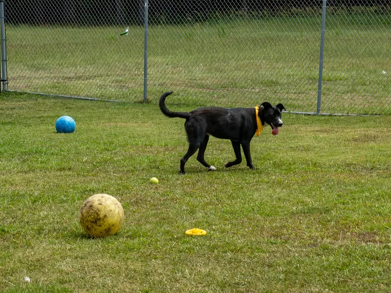 A young large-sized male Black Mixed Breed dog named Lego for adoption in Myrtle Beach, SC