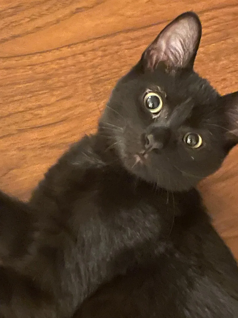 A baby medium-sized female Black Domestic Short Hair cat named Eliza for adoption in Walled Lake, MI
